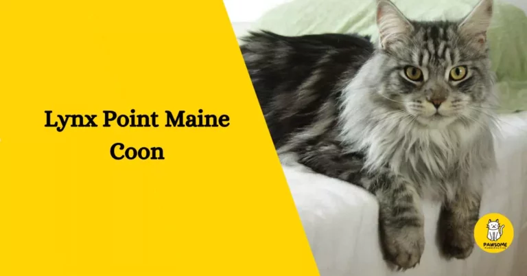Lynx Point Maine Coon – Everything You Need To Know