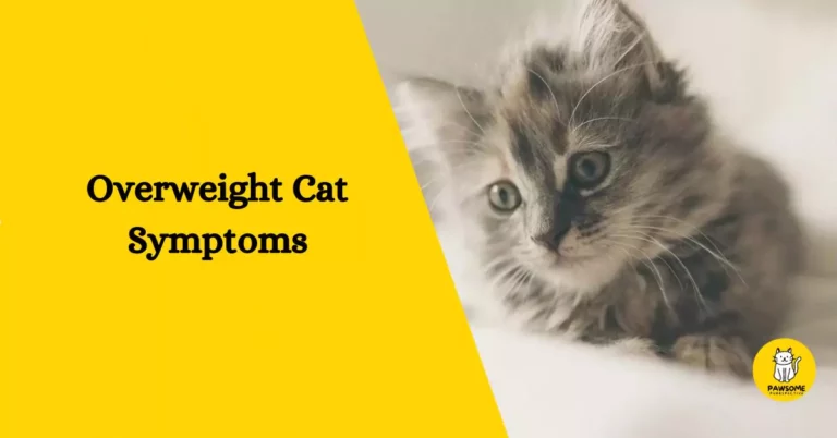 Overweight Cat Symptoms – Everything You Need To Know