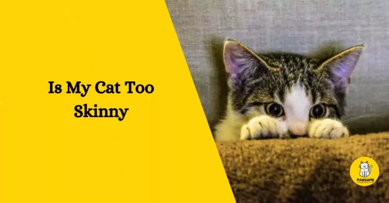 Is My Cat Too Skinny – Everything You Need To Know