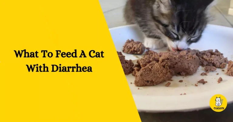 What To Feed A Cat With Diarrhea – Everything You Need To Know
