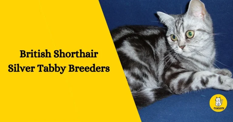 British Shorthair Silver Tabby Breeders – All You Need To Know