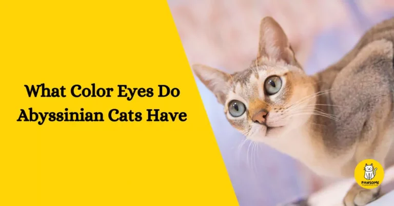 What Color Eyes Do Abyssinian Cats Have – All You Need To Know