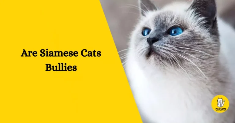 Are Siamese Cats Bullies – Everything You Need To Know