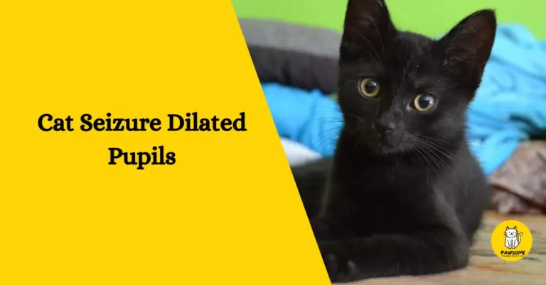 Cat Seizure Dilated Pupils – Everything You Need To Know