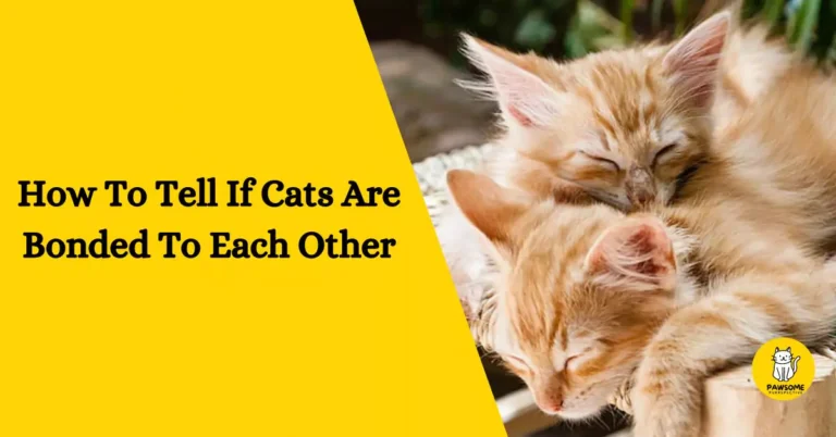 How To Tell If Cats Are Bonded To Each Other