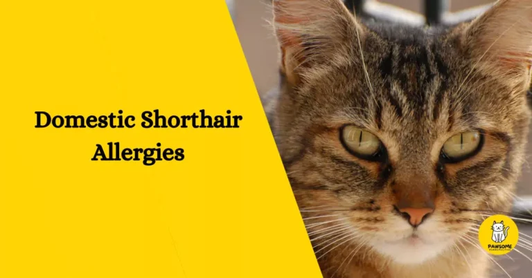 Domestic Shorthair Allergies – Everything You Need To Know