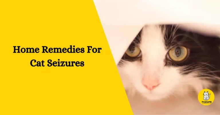 Home Remedies For Cat Seizures – Everything You Need To Know
