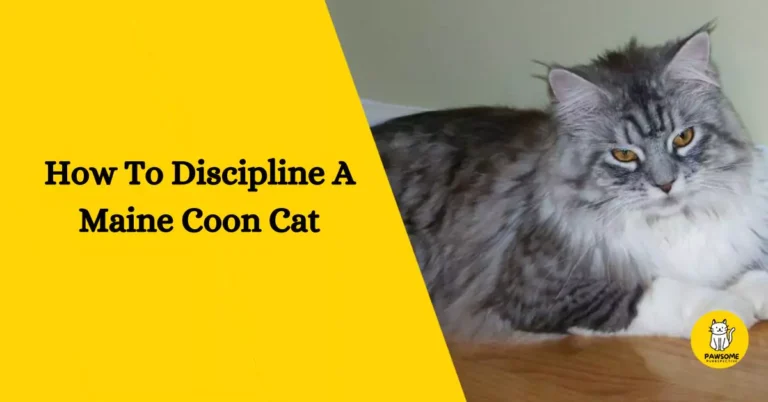 How To Discipline A Maine Coon Cat – All You Need To Know