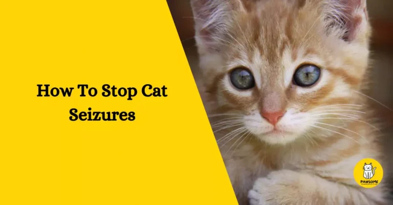 How To Stop Cat Seizures – Everything You Need To Know