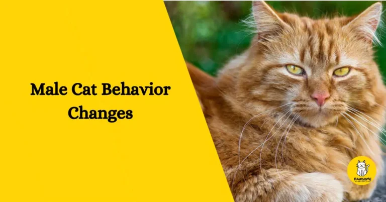 Male Cat Behavior Changes – All You Need To Know