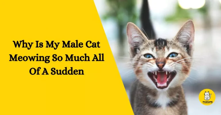 The Ultimate Guide to Why Is My Male Cat Meowing So Much All Of A Sudden?