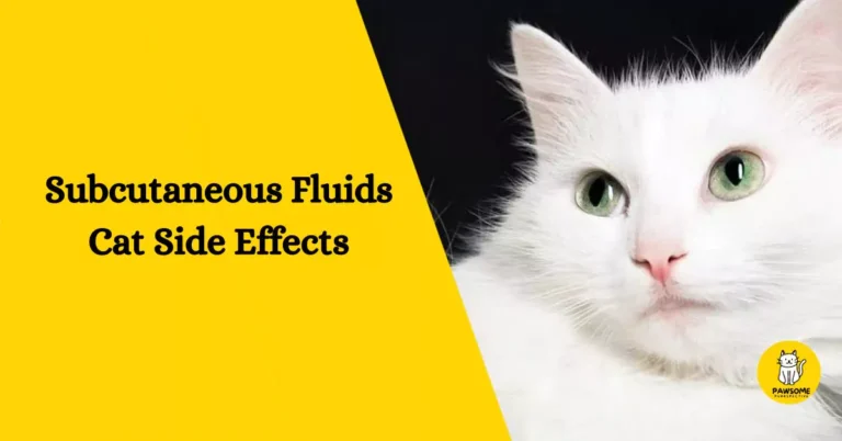 Subcutaneous Fluids Cat Side Effects – All You Need To Know