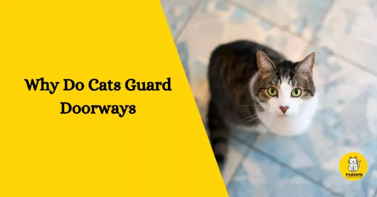 Why Do Cats Guard Doorways – All You Need To Know