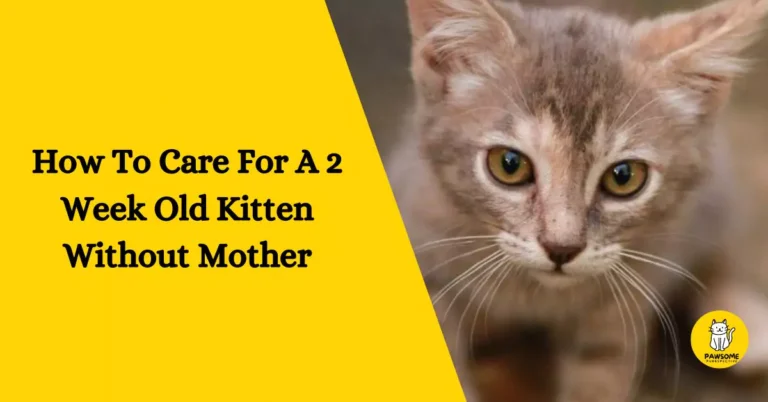 How To Care For A 2 Week Old Kitten Without Mother