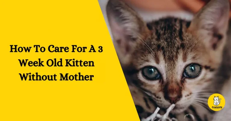 How To Care For A 3 Week Old Kitten Without Mother