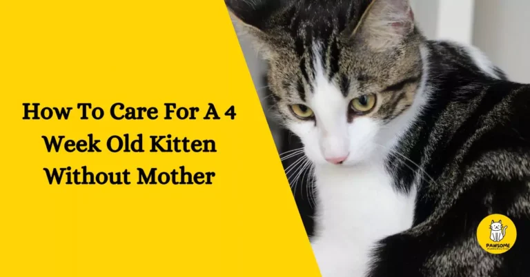 How To Care For A 4 Week Old Kitten Without Mother