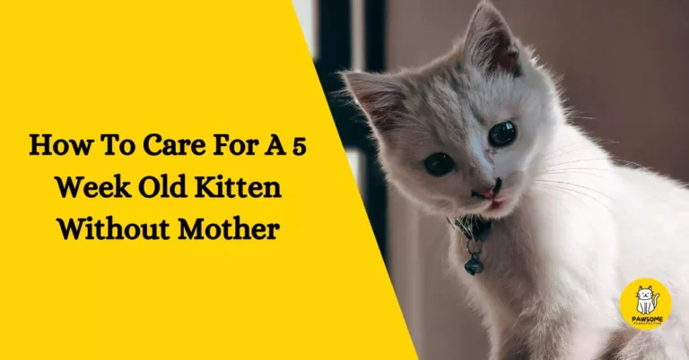 How To Care For A 5 Week Old Kitten Without Mother