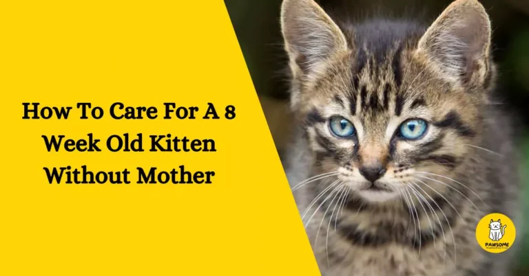 How To Take Care Of A 8 Week Old Kitten Without A Mother