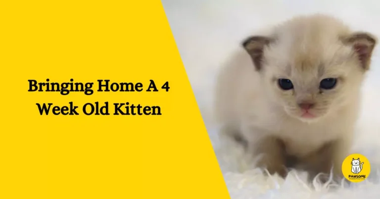Bringing Home A 4 Week Old Kitten – The Ultimate Guide