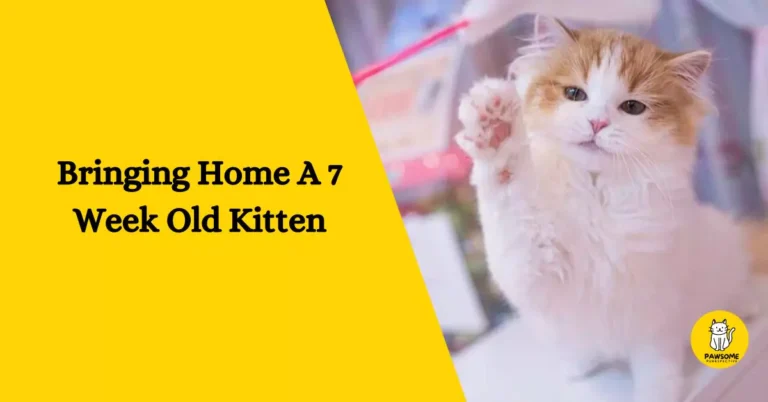 Bringing Home A 7 Week Old Kitten – The Ultimate Guide