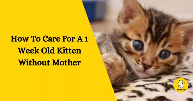 How To Care For A 1 Week Old Kitten Without Mother