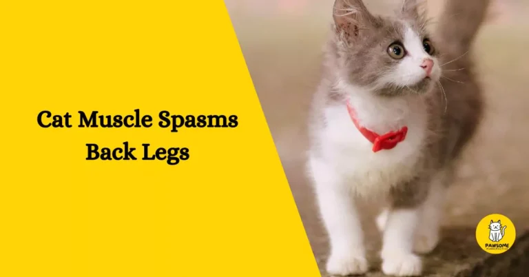 Cat Muscle Spasms Back Legs – Everything You Need To Know
