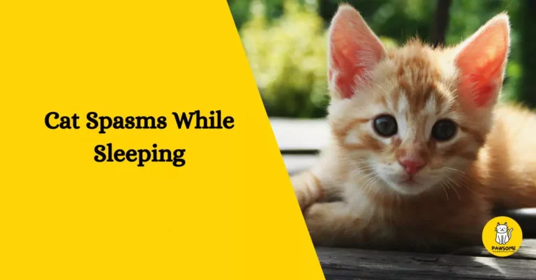 Cat Spasms While Sleeping – Everything You Need To Know
