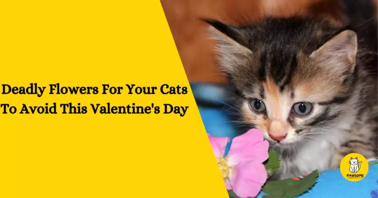Deadly Flowers For Your Cats To Avoid This Valentine’s Day – The Ultimate List