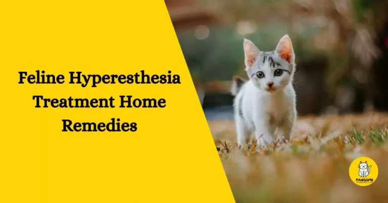 Feline Hyperesthesia Treatment Home Remedies – All You Need To Know