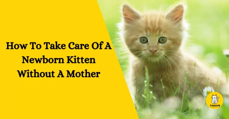 How To Take Care Of A Newborn Kitten Without A Mother