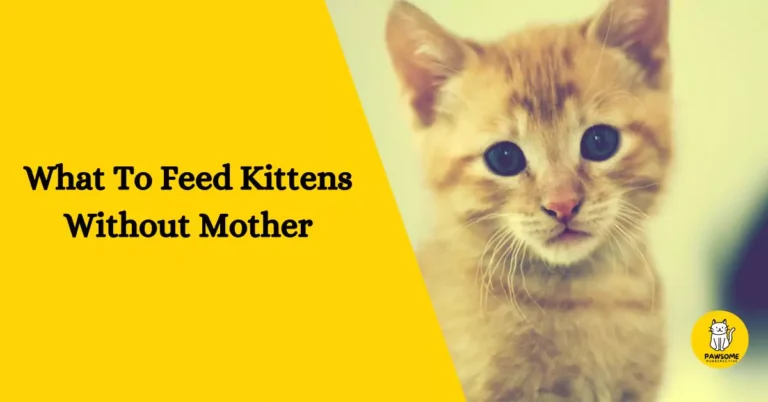 What To Feed Kittens Without Mother – The Ultimate Guide