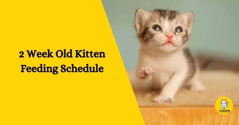 2 Week Old Kitten Feeding Schedule – The Ultimate Guide
