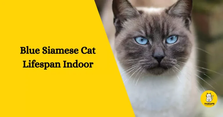 Blue Siamese Cat Lifespan Indoor – All You Need To Know