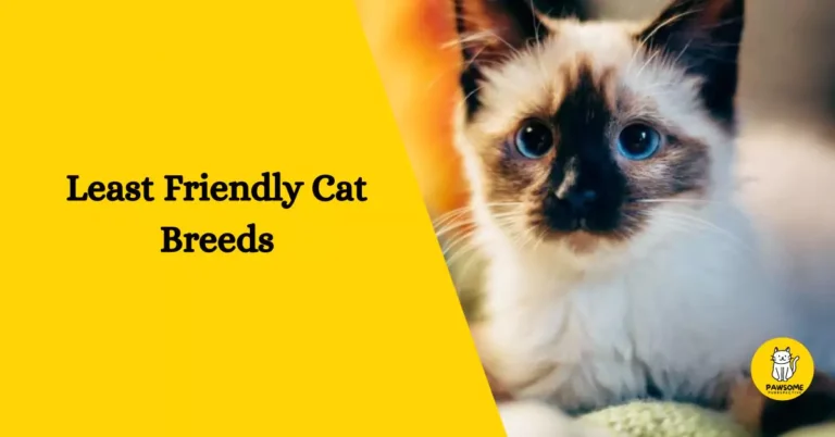 Top 10 Least Friendly Cat Breeds – The Ultimate List