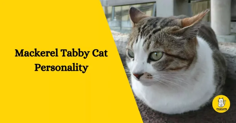 Mackerel Tabby Cat Personality – All You Need To Know