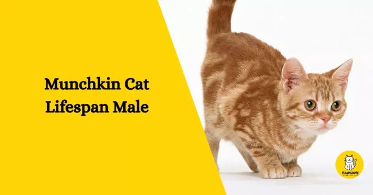 Munchkin Cat Lifespan Male – Everything You Need To Know