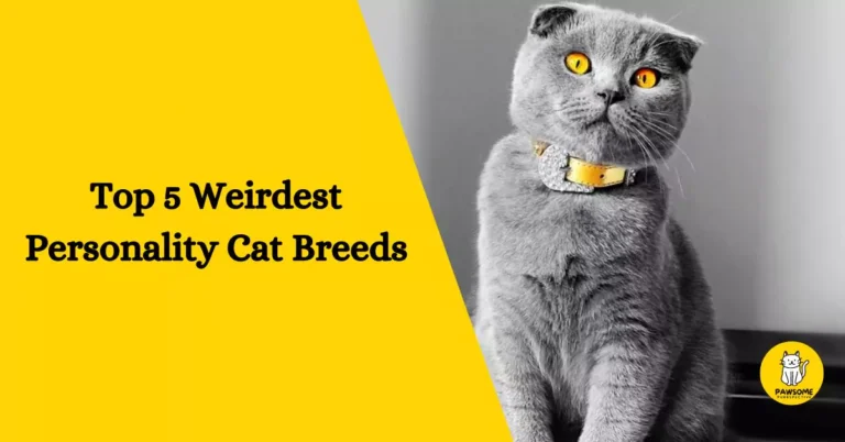 Top 5 Weirdest Personality Cat Breeds – The Ultimate List
