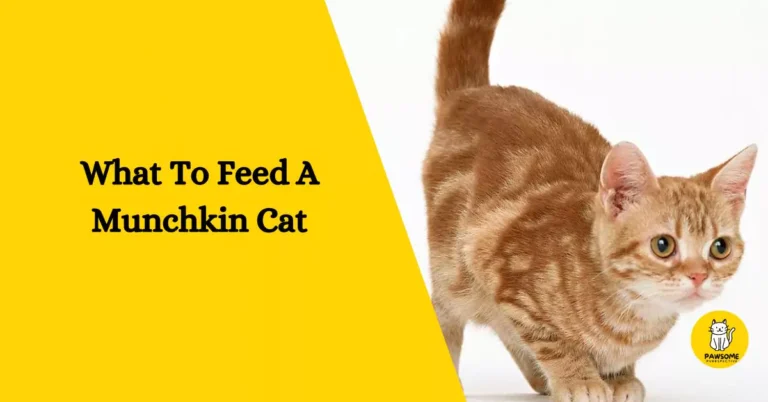 What To Feed A Munchkin Cat – Everything You Need To Know