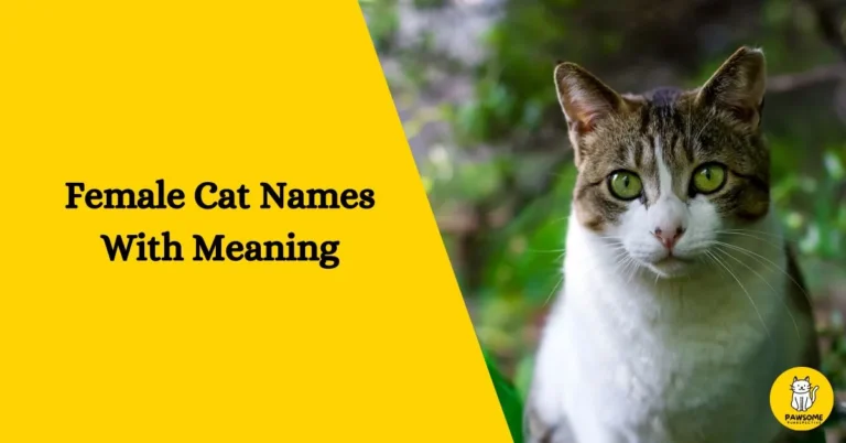 Female Cat Names With Meaning